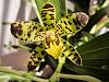 Ansellia africana first bloom-img_1116-jpg