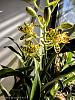Ansellia africana first bloom-img_1129-jpg