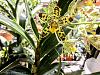 Ansellia africana first bloom-img_1124-jpg