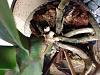 Phalaenopsis with black roots, yellowing stem-help!-image-jpg
