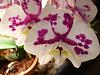 my okla blooms-flowers-004-jpg