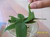 Operation: Gulf Fritillary-remaining-pictures-756-jpg
