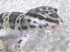 Anybody else keep Leopard Geckos?-squints2-jpg