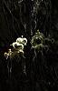 Ghost Orchid - Naples, Florida-ghost-orchid-jpg