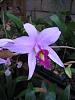 NOID Laelia anceps in bloom on patio-img_2798-jpg