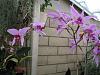 NOID Laelia anceps in bloom on patio-img_2916-jpg