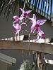 NOID Laelia anceps in bloom on patio-img_3109-jpg