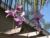 NOID Laelia anceps in bloom on patio-img_3122-jpg