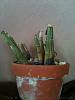 Eulophia something?-orchid-blog-002-jpg