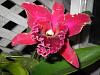 Blc. Chia Lin 'New City' AM/AOS youngster-img_2664-jpg