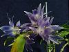 Dendrobium Mingle's Sapphire-img_20121101_162342-jpg