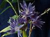Dendrobium Mingle's Sapphire-img_20121101_162815-jpg