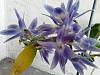 Dendrobium Mingle's Sapphire-img_20121104_150628-jpg