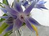 Dendrobium Mingle's Sapphire-img_20121104_150730-jpg