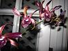 Dendrobium Black Spider w/ Dbl Spike-img_2671-jpg