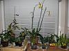 My Complete Orchid Collection-orchids-001-jpg