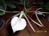 My Complete Orchid Collection-orchids-002-jpg