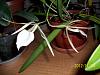 My Complete Orchid Collection-orchids-003-jpg
