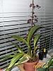 My Complete Orchid Collection-orchids-006-jpg