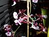 My Complete Orchid Collection-orchids-007-jpg