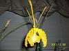 My Complete Orchid Collection-orchids-008-jpg