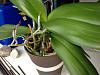 Orchid spikes and transplatting-roots-jpg