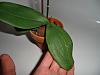 Scared my Phenelopsis are going to die.-cimg4296-jpg