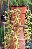 Coelogyne tomentosa (formerly massangeana)-orchids-026-jpg