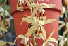 Coelogyne tomentosa (formerly massangeana)-orchids-029-jpg