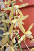 Coelogyne tomentosa (formerly massangeana)-orchids-028-jpg