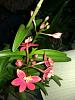 Lost with new reedstem Epidendrum purchase!-imag1716-jpg