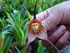 Where can I buy a Monkey Orchid??-monkey-orchid1-jpg