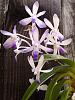 Neostylis Lou Sneary 'Bluebirds' - Happy at last!-img_20121117_134015-jpg