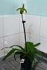 Paph. spicerianum first time bloom (sort of)-spicy2-jpg