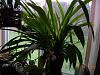 hilltop orchids, indiana-pescatorea-002-jpg