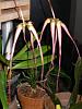 Bulbophyllum Hybrid in bloom-orchid-seedings-051-jpg