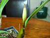 Bulbophyllum Hybrid in bloom-bulbophyllum-004-jpg