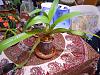 Paph lowii for Semi/Hydro-lowii-004-jpg
