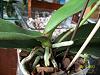 Terminal Leaf? Phal Trouble-orchids-014-jpg