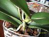Terminal Leaf? Phal Trouble-orchids-015-jpg