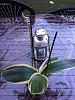 Phalaenopsis amabilis variegata-imageuploadedbytapatalk1355070914-100767-jpg