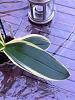 Phalaenopsis amabilis variegata-imageuploadedbytapatalk1355070924-926552-jpg