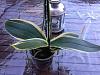 Phalaenopsis amabilis variegata-imageuploadedbytapatalk1355070933-073083-jpg