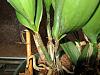 Burana beauty Sick;wrinkly leaves,half-brown pseudobulbs-orchid_pics_diseased-0009_resized-jpg