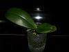 Possibly SOGO mini Phal.? Help with care- lots of problems-dsci0467-jpg