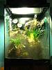 creating a terrarium for ghost orchids-imageuploadedbytapatalk1355781372-743384-jpg