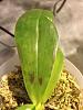 PLEASE HELP? WHAT COULD THIS BE ON MY PHAL?-imageuploadedbytapatalk1355795038-710652-jpg