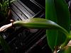 I have a seed pod that is about ready to go-seedlings-pod-045-jpg