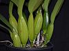 Cattleya trianae fma rubra 'sangretoro'-trianae-sangretoro-bulbs-jpg