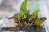Dendrobium Speciosum backbulbs-imgp0914-jpg
